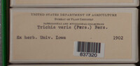 Trichia varia image